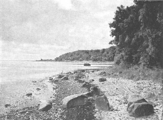 (Foto). Fjordkyst (ved Isefjord). P.gr.af det stille vand i fjorden når kystens græsbevoksning helt ned på strandbredden.Fot. K. M. Eriksen.