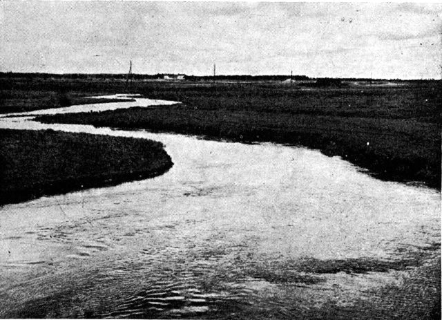 (Foto). Bugtet åløb gennem eng i jysk hedeegn (Karup å i nærheden af Karup).Fot. Viggo Hansen 1950.