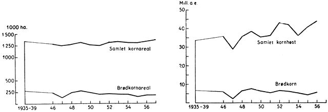 (). Kornarealet og kornhøsten. 1935–39 og 1946 til 1957. Det samlede kornareal var indtil 1956 lidt mindre end før krigen, men er nu lidt større. Brødkornsarealerne er væsentlig mindre, idet hvede kun avles på ca. halvdelen af det tidligere areal og rug på ca. 80 %. Ligeledes er arealerne med havre og blandsæd gået kraftigt ned, medens bygarealerne, der er steget stærkt, nu udgør halvdelen af det samlede kornareal. Den samlede kornhøst var for perioden 1951–55 20% større end for perioden 1935–39. Høsten af brød korn udgjorde før krigen ca. 20 % af den samlede kornhøst, i de senere år har den tilsvarende andel været 12–14%.