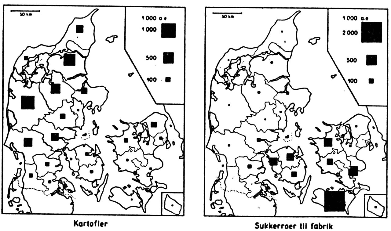 (Kort). Høsten af kartofler og sukkerroer til fabrik 1954. Høstens størrelse er angivet amtsvis i afgrødeenheder. Kartofler dyrkes fortrinsvis på de lette jorder i Nord- og Vestjylland. Af den samlede kartoffelhøst på 1,9 mill. tons (3,8 mill. a.e.) avledes 87 % i Jylland. Maribo amt er dominerende for sukkerroernes vedkommende; af den samlede høst på 1,7 mill. tons (3,9 mill. a.e.) stammede 52 % fra dette amt alene og 41 % fra de øvrige amter på Øerne.