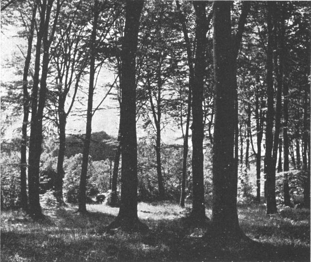(Foto). Sjællandsk bøgeskov (Slagslunde skov ved Slangerup). Bag forgrundens skov af ranke stammer ses et areal med ungskov, i baggrunden ældre skov.Fot. Jonals 1957