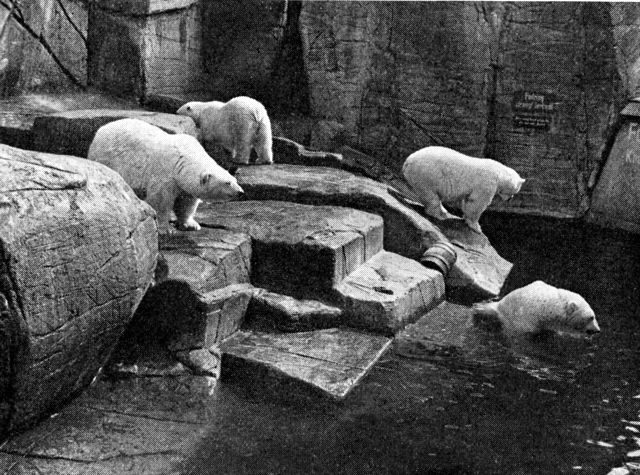 (Foto). Parti fra Zoologisk Haves isbjørnegrotte, indrettet 1950 (arkt. Fr. Schlegel).