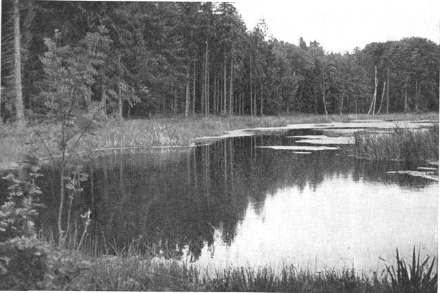 (Foto). Nordsjællandsk skovsø (Piberdam ved Skovfryd i Gribskov).
