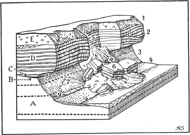 (tegning). Stevns klint ved Højerup. Kystklint i bænkede kalksten overlejret af moræne. Blokdiagrammets kanter: 30 × 70 m.1. Skråflade i moræneler. 2. Stejlvæg i udhængende limsten. 3. Underhuling af klinten ved brændingsangreb. 4. Strandbred med rulleflint. 5. Brudniche. 6. Skredmasser. 7. Ur af smuldret kalksten og moræne, bortvasket under højvandslinien. 8. Fiskeler-guirlande. 9. Brændingshulkele.A. Skrivekridt med boller af sort flint. B. Fiskeler, aflejret i flade bassiner i skrivekridtets overflade. C. Cerithiumkalk, slamkalk. D. Limsten, bryozokalk med lag af grå flint. E. Moræne.Efter Atlas over Danmark. Axel Schou del.