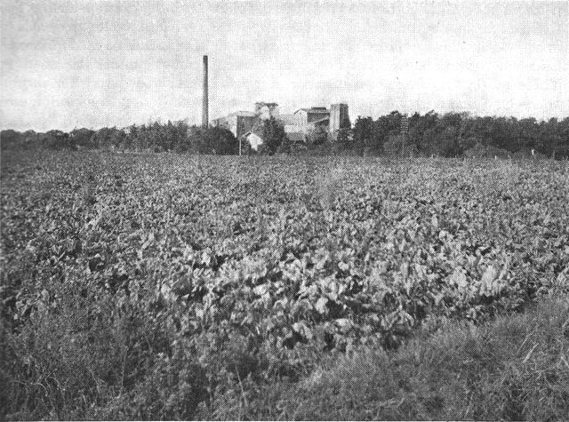 (Foto). Roemarker ved Sakskøbing sukkerfabrik.
