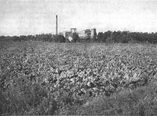 (Foto). Roemarker ved Sakskøbing sukkerfabrik.