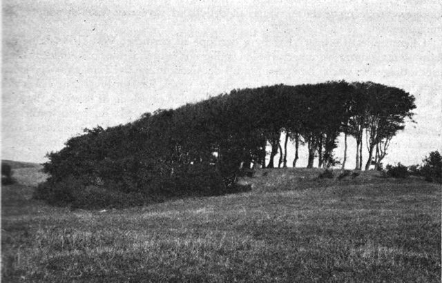 (Foto). »Skovhoved« fra Burgårde, Grædstrup sogn, Midtjylland. Vindhærget rest af gammel bøgeskov.