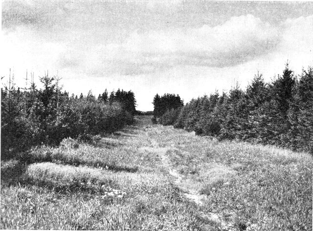 (Foto). Brandbælte i Nørlund plantage.