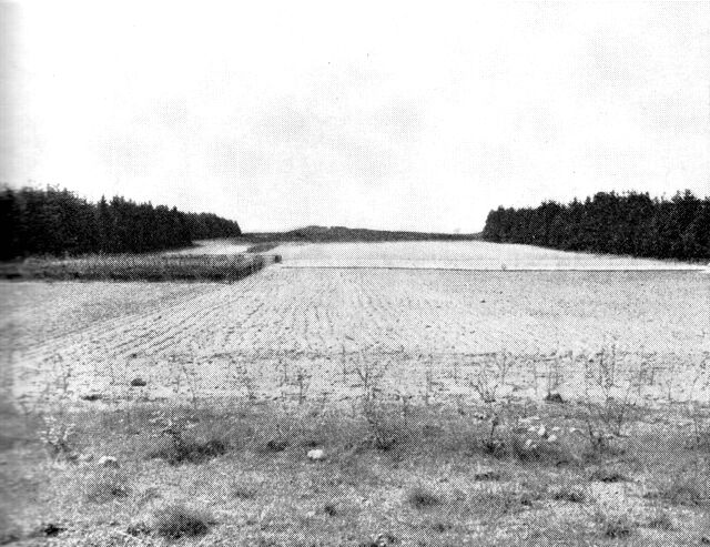 (Foto). Planteskole på Randbøl hede.