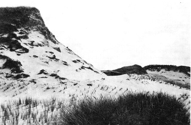 (Foto). Klitter ved Henne strand med rækker af hjelme, plantede for at standse sandvandringen.