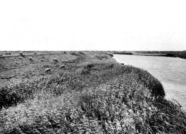 (Foto). Vidåens løb gennem marsken vest for Rudbøl. Fårene til venstre græsser på og foran ådiget syd for åen.