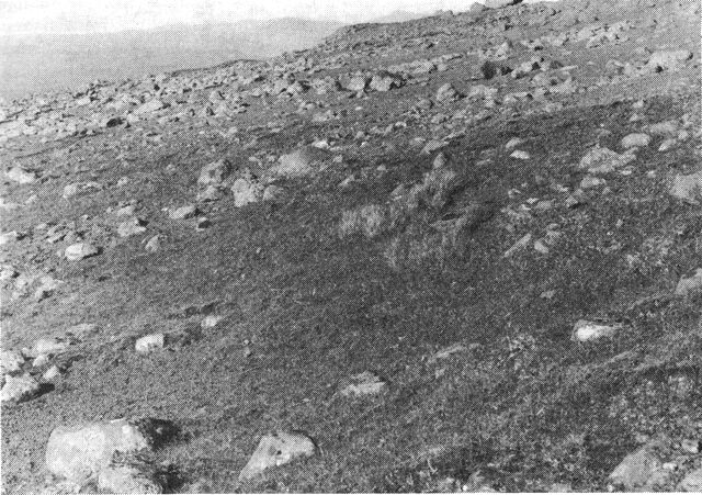 (Foto). Fjeldmark, svagt skrånende, 400 m over havet, med grus, løse sten og en spredt vegetation af bl.a. dværgpil, topspirende pileurt, topspirende svingel og mospuder. Fra Fjallmannaheyggjur på Streymoy.