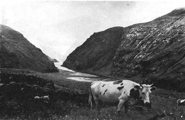 (Foto). Græssende ko ved Saksun (Streymoy).