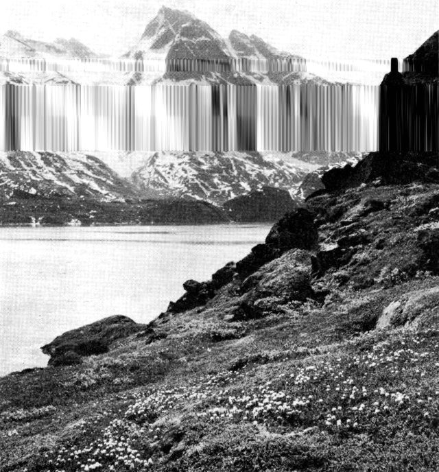 (Foto). Dværgbuskhede domineret af lav mose-post. Evighedsfjord. (F.: T. W. Böcher).