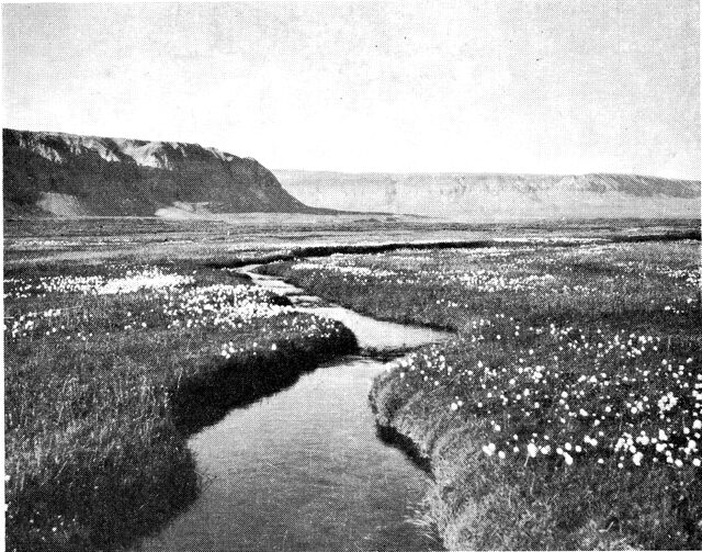 (Foto). Højarktisk kærvegetation af polar-kæruld og polar-rævehale langs lille flod på Oksesletten, Heilprin Land inderst i Independence Fjord, 82° nordl. bredde. (F.: K. Holmen).