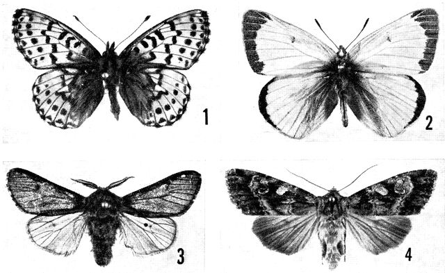 (Foto). 1: Den grønlandske perlemorsommerfugl Clossiana chariclea, 2: den arktiske høsommerfugl Colias hecla. Begge arter ses hyppigt om sommeren i nordlige egne, men går mod syd op i højfjeldet. Det samme kendetegner 3: fjeldspinderen Gynaephora groenlandica, hvis lodne larver er meget alm. i nordlige Vest-G., mens selve sommerfuglen sjældent ses. 4: uglen Eurois occulta, hvis larver i visse år er overordentligt talrige til stor skade for vegetationen på begrænsede fjord-lokaliteter i Sydvest-G. (Efter N. L. Wolff 1964).