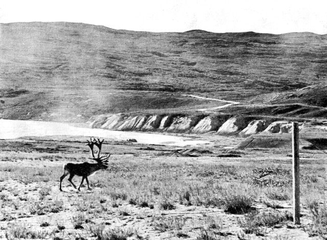 (Foto). Vildrentyr i området nær flyvepladsen i Søndre Strømfjord 1967. (F.: K. E. Jørgensen).