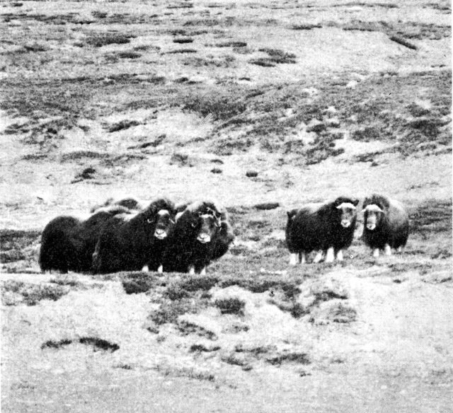 (Foto). Moskusokser, køer og ungdyr på Jameson Land, Øst-G. 1967. (F.: F. Christoffersen).