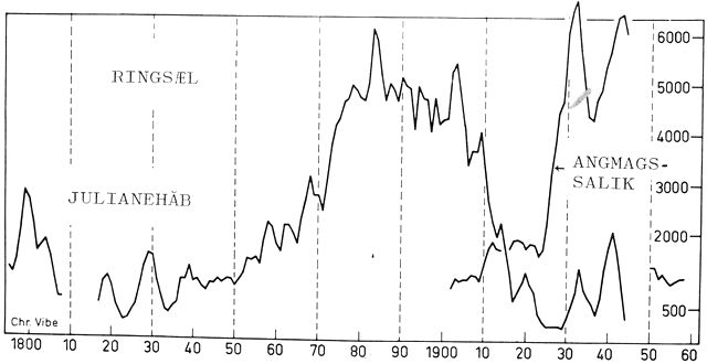 (). Svingningerne i indhandling af ringsælskind ved Julianehåb og Angmagssalik. Nedgangen ved Julianehåb omkring 1920 falder samtidigt med en opgang ved Angmagssalik. Kurverne i 3-årige glidende gennemsnit.