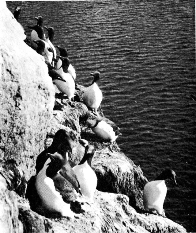 (Foto). Lomvier, fuglefjeldet Qaersorssuaq ved Upernavik. (F.: Chr. Vibe).