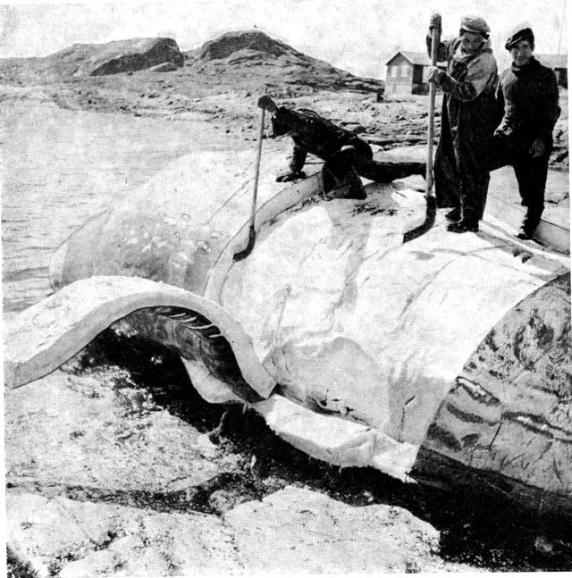 (Foto). Kaskelot flænses ved hvalstationen Tovqussaq. Spæk var i næsten 200 år et af KGH’s vigtigste grønl. produkter, men fangsten på storhvaler blev opgivet i 1959. (F.: E. Bondesen).