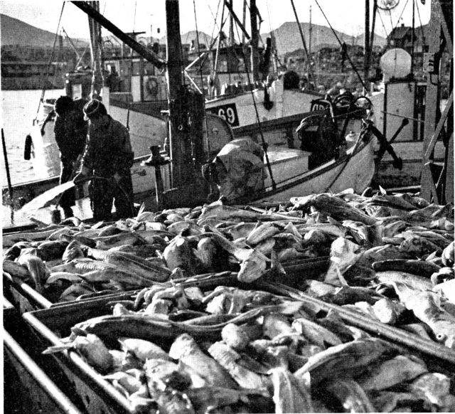 (Foto). Bundgarnstorsk landes ved Nanortalik. Grundlaget for udviklingsprogrammets store industrianlæg er torskefiskeriet, som giver indbringende arbejde både til fiskerne og befolkningen i land. (F.: Chr. Vibe. 1969).