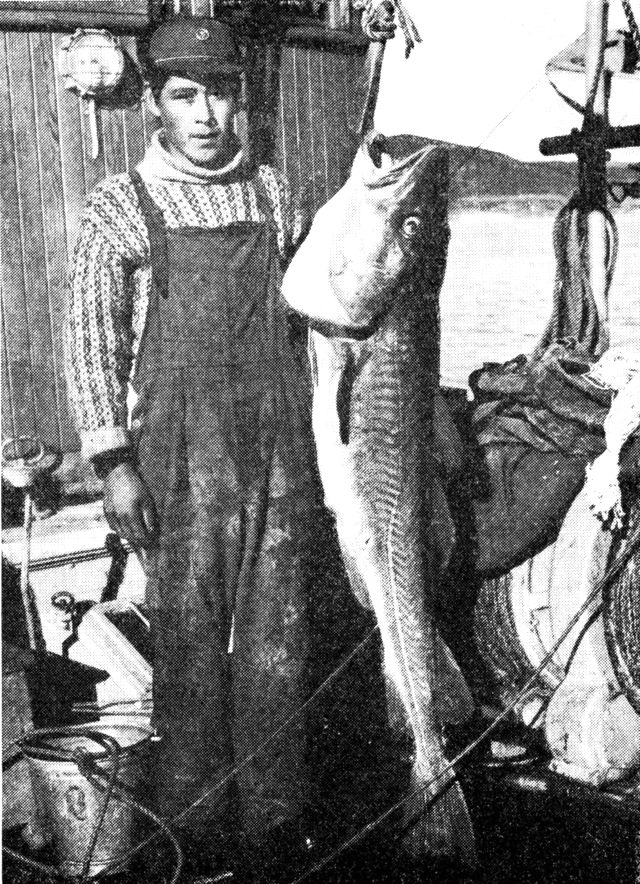 (Foto). I de første årtier af torskefiskeriet var det almindeligt at fange fisk af betydelig størrelse, hvilket nu er sjældent på grund af intensivt fiskeri af skibe fra mange nationer. (F.: E. Smidt).