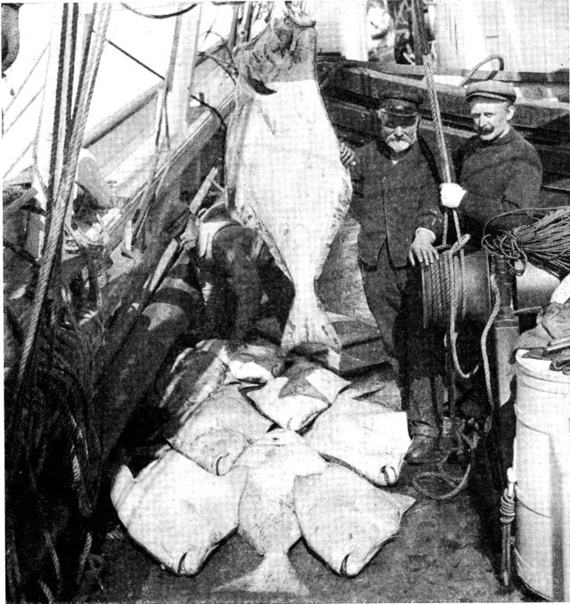 (Foto). Fangst af helleflynder på Tjalfe-ekspeditionen 1908, Davisstrædet. (F.: J. N. Nielsen).