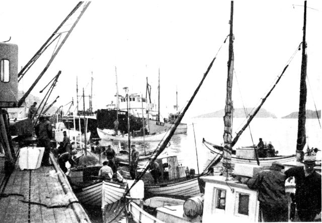 (Foto). Trawlere, kuttere og færøske håndlinebåde i Færingehavn, 1963. (F.: Sv. Aa. Horsted).