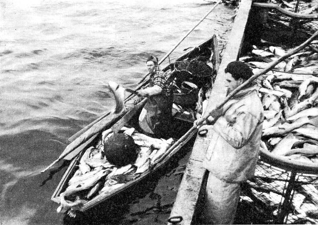 (Foto). Portugisisk dory lander fisk på moderskibet. (F.: P. M. Hansen).