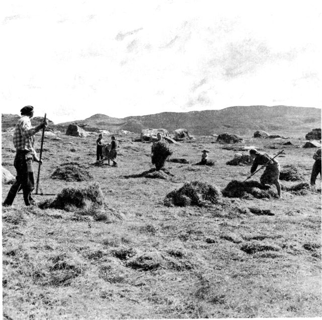 (Foto). Høhøst på Abel Christiansens hjemmemark ved Eqaluit nær Julianehåb. (F.: Chr. Vibe).