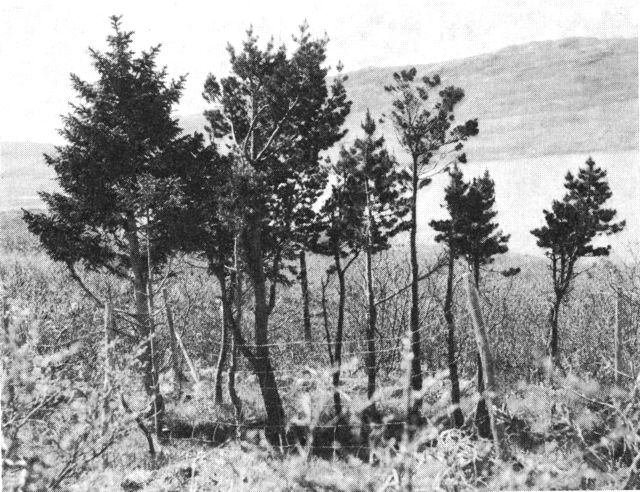 (Foto). »Rosenvinges Plantage« som den tog sig ud omkring 1960, plantet o. 1900.