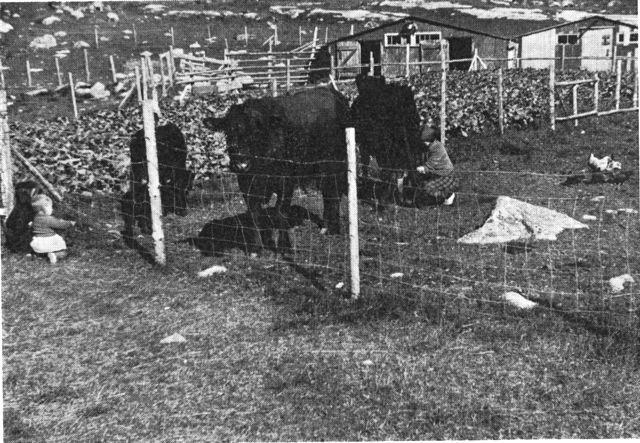 (Foto). Køerne malkes. Foran fårestaldene mark med majroer. Eqaluit 1957. (F.: Chr. Vibe).