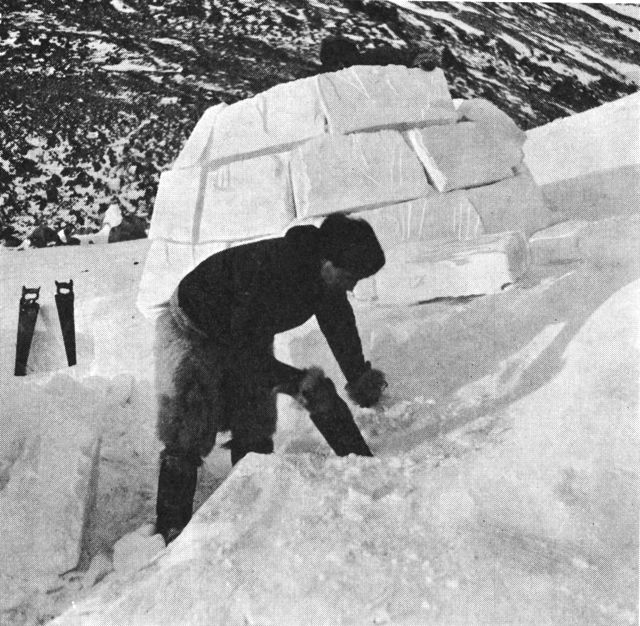 (Foto). Blokke skæres eller saves ud af faste snedriver til bygning af snehytte. (F.: Chr. Vibe, Neqe 1941).