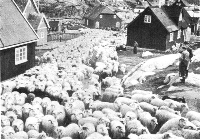 (Foto). Tidsbillede fra Julianehåb i 1940’rne, hvor lammene om efteråret samledes fra fåreholderpladserne – hvilket nu sker i Narssaq. (F.: L. Jensen).